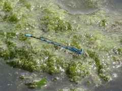 Enallagma durum