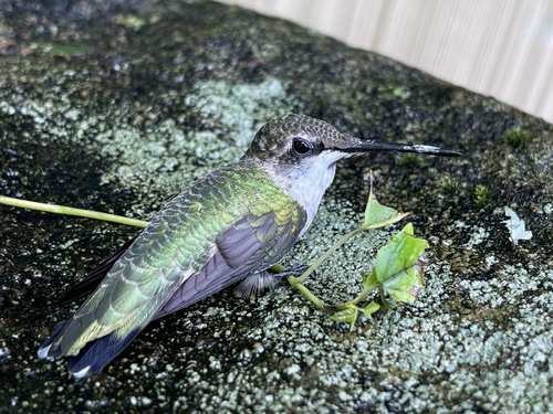 Ruby-throated Hummingbird photographed in Connecticut