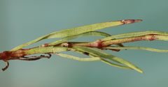 Gypsophila fastigiata