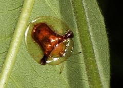 Aspidimorpha submutata