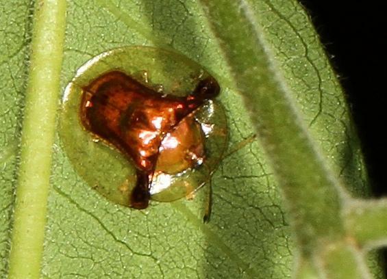 Aspidomorpha submutata