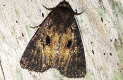 Condica samula