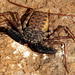 Common Whipspider - Photo (c) maritzasouthafrica, some rights reserved (CC BY-NC), uploaded by maritzasouthafrica