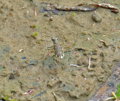Ellipsoptera cuprascens