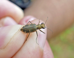 Ellipsoptera cuprascens
