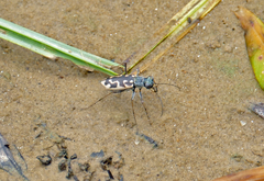 Ellipsoptera cuprascens