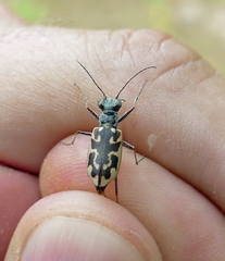 Ellipsoptera cuprascens