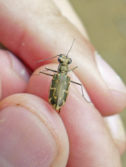 Ellipsoptera cuprascens