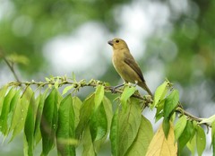 Sporophila corvina