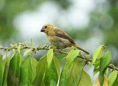 Sporophila corvina