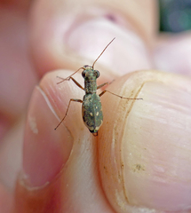 Parvindela cursitans