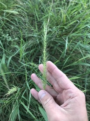 Setaria scheelei