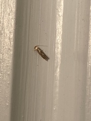 Philonome clemensella