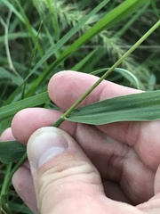 Setaria scheelei