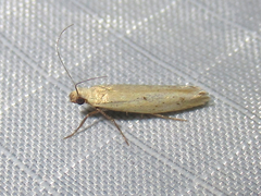 Ypsolopha ochrella