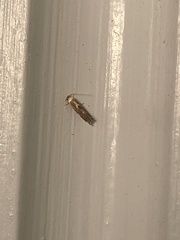 Philonome clemensella