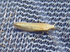 Ypsolopha ochrella