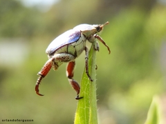 Hoplia coerulea