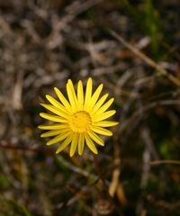 Ursinia dentata