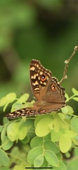 Junonia lemonias