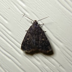 Idia diminuendis