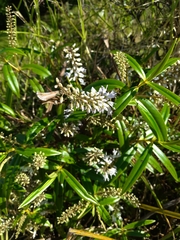 Veronica macrocarpa