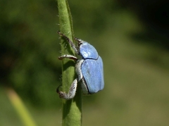 Hoplia coerulea
