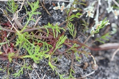 Ursinia dentata