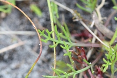 Ursinia dentata