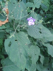Strobilanthes formosana