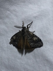 Orgyia pseudotsugata