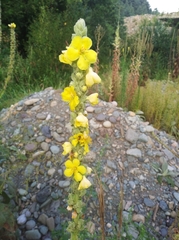 Verbascum