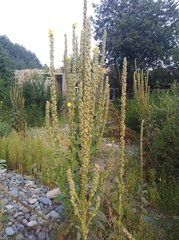 Verbascum