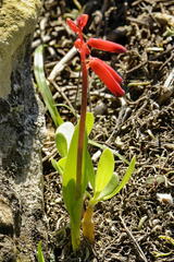 Lachenalia bulbifera