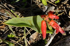 Lachenalia bulbifera
