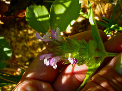 Prunella vulgaris lanceolata