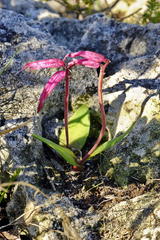 Lachenalia bulbifera
