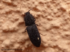 Lacon punctatus