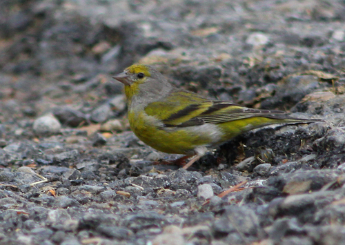 Citril Finch, photo 7 of 7