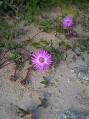 Cephalophyllum rostellum