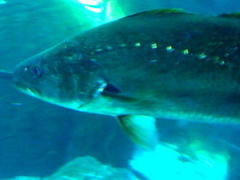 Argyrosomus