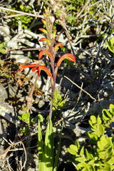 Chasmanthe aethiopica