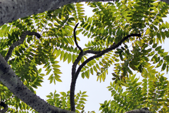 Zanthoxylum tsihanimposa