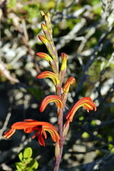 Chasmanthe aethiopica