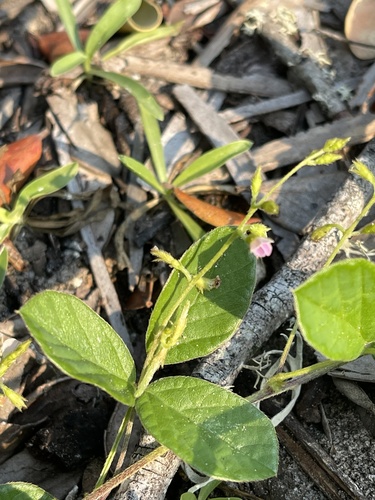 Teramnus repens