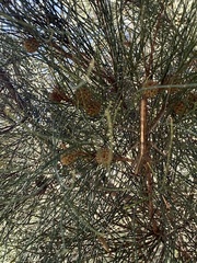 Casuarina cristata