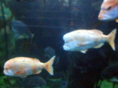 Chrysoblephus gibbiceps