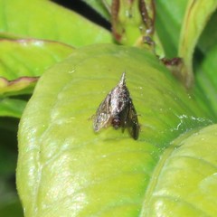 Aconophora compressa