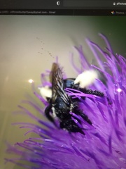 Melissodes desponsus