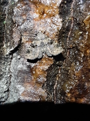 Metalectra quadrisignata